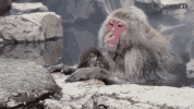 bdf0e1df365c4fb9c411f5107bcecf5e.gif