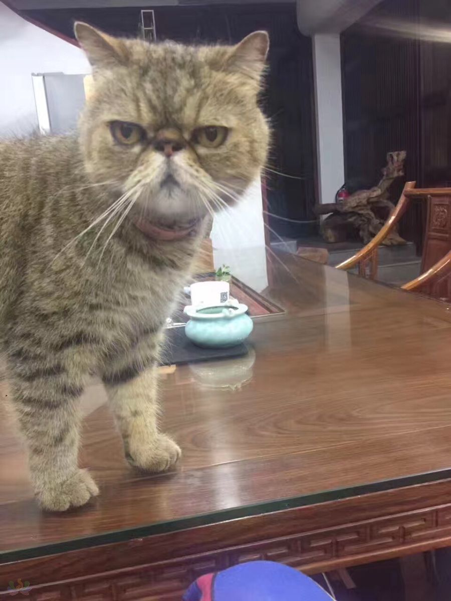 image.jpeg