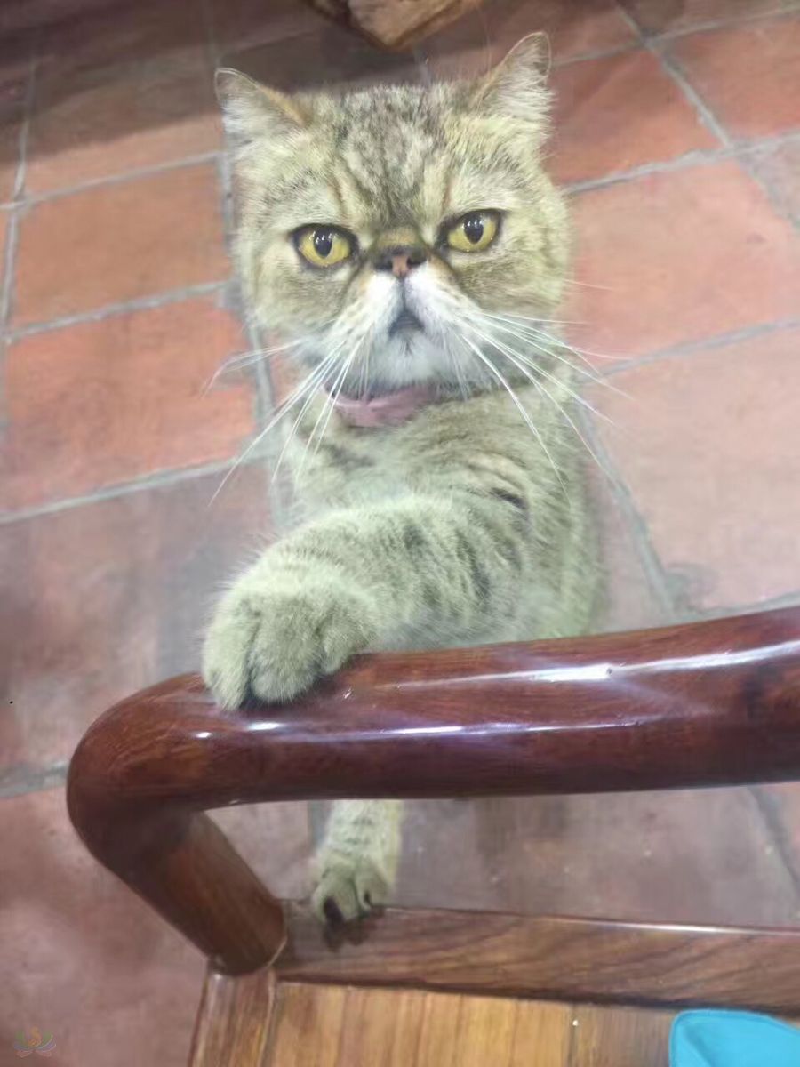 image.jpeg