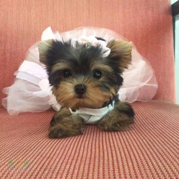 small_201706201729292214.jpg