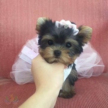 small_201706201729301325.jpg